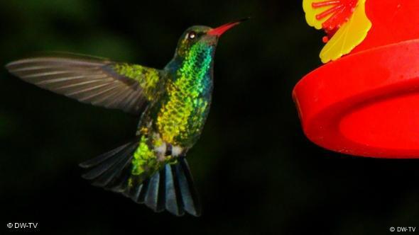 Der kleinste Vogel der Welt, ein Kolibri.